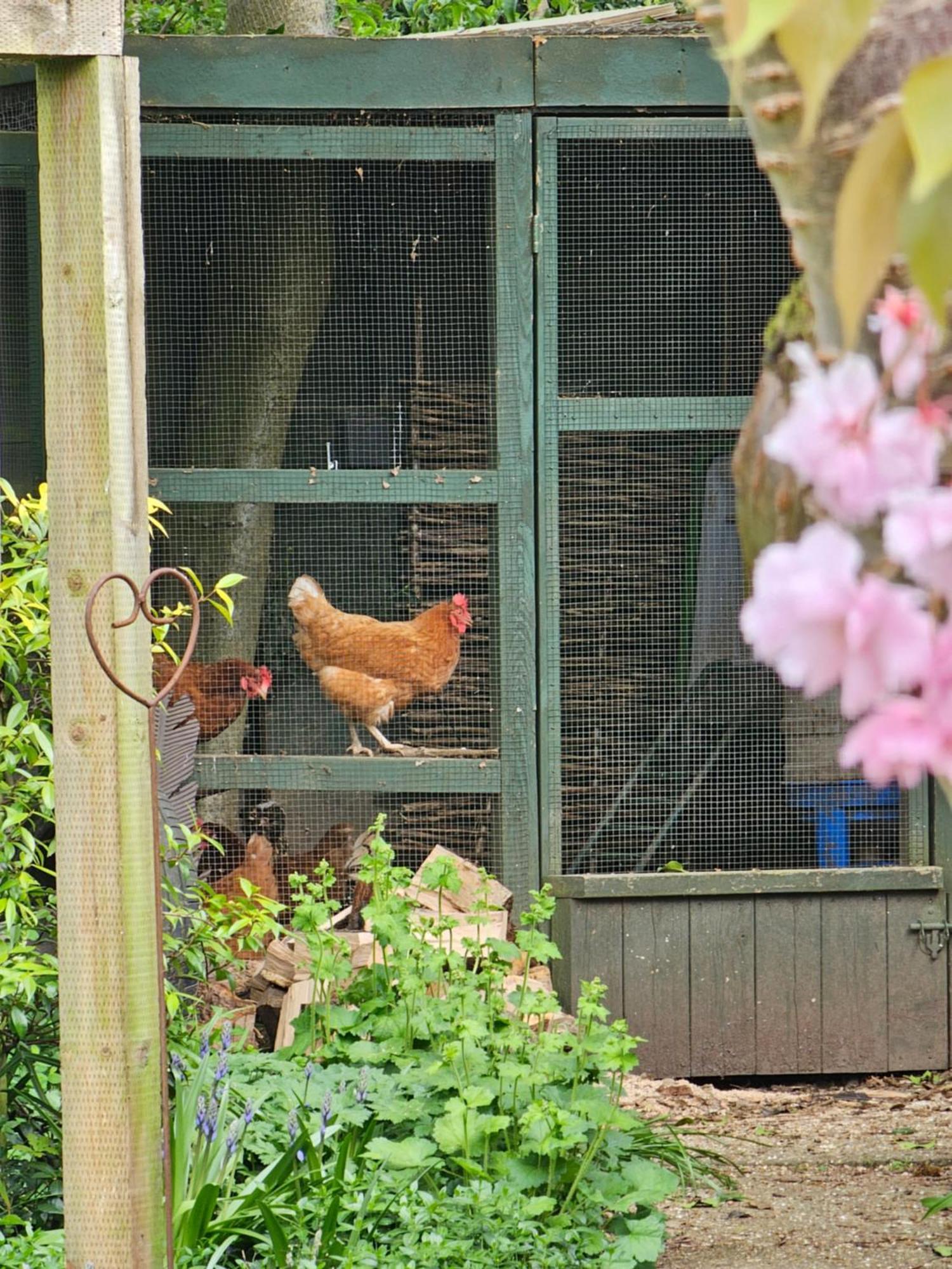 Luxury Self Catering With Cosy Cabin & Sauna In Colchester Buitenkant foto